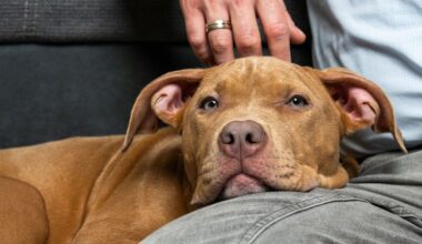 Emaciated dog rescued from California parking lot finds forever home in a 'foster fail'