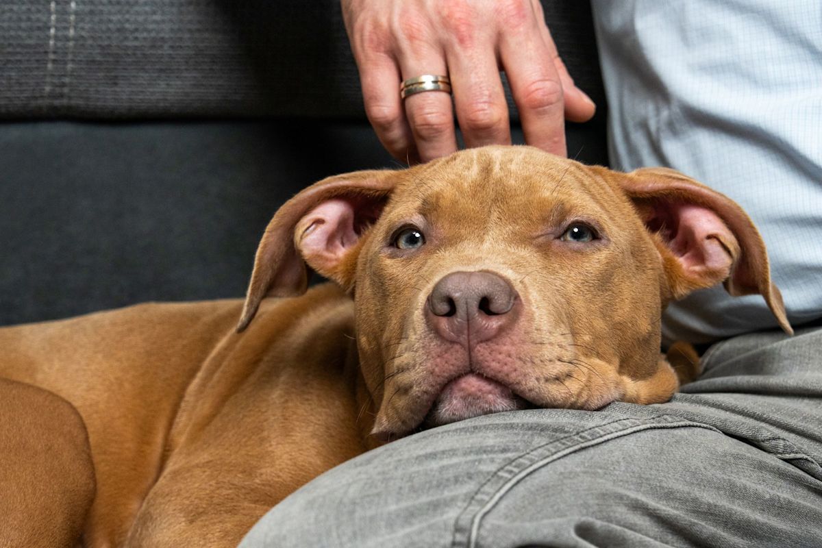 Emaciated dog rescued from California parking lot finds forever home in a 'foster fail'