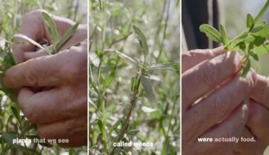 Southern California forager says the 'weeds' most people walk past were once food