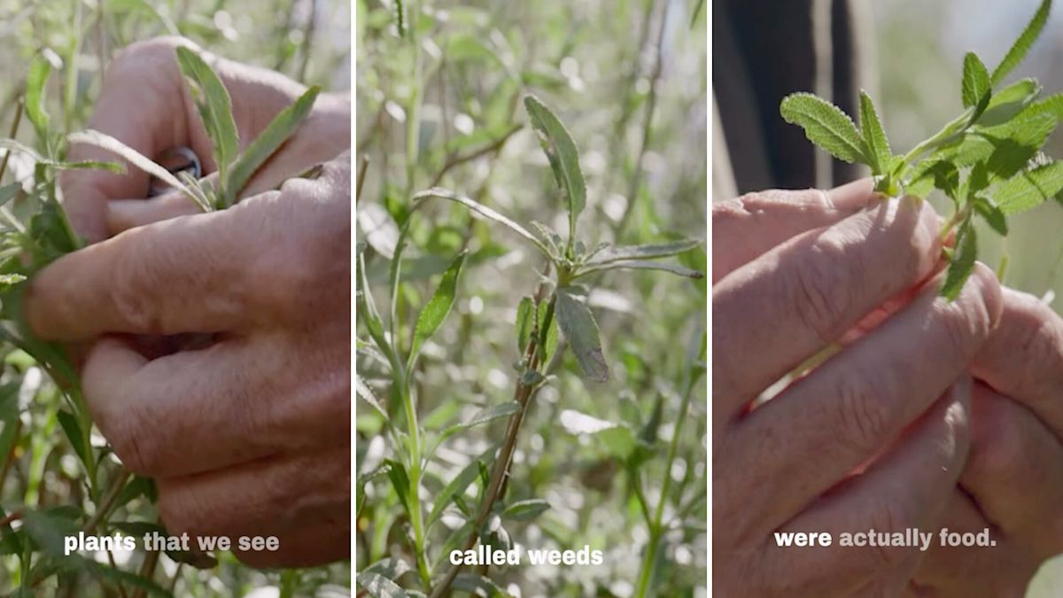 Southern California forager says the 'weeds' most people walk past were once food