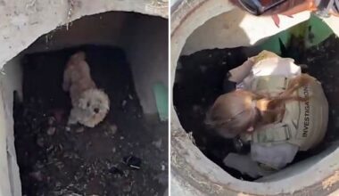 California dog missing for weeks found alive in storm drain after neighbors hear barking