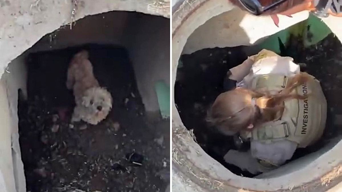 California dog missing for weeks found alive in storm drain after neighbors hear barking