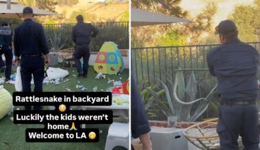 Firefighters remove rattlesnake from California play area after family spots it near toys