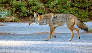 California neighbors alarmed as coyotes take over abandoned building dubbed the 'coyote condo'