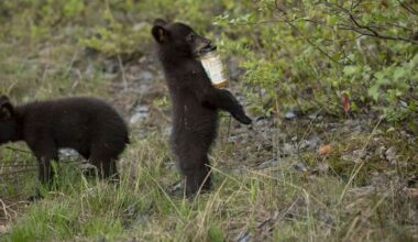 California puts $1.3 million into bear-proofing Lopez Lake after food thefts, cub encounters