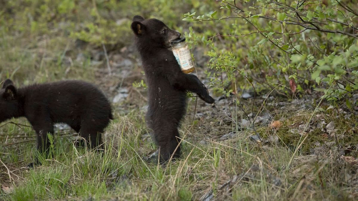 California puts $1.3 million into bear-proofing Lopez Lake after food thefts, cub encounters