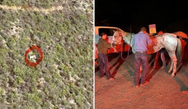 After a 60-foot fall at a California state park, horse and rider make it out unharmed