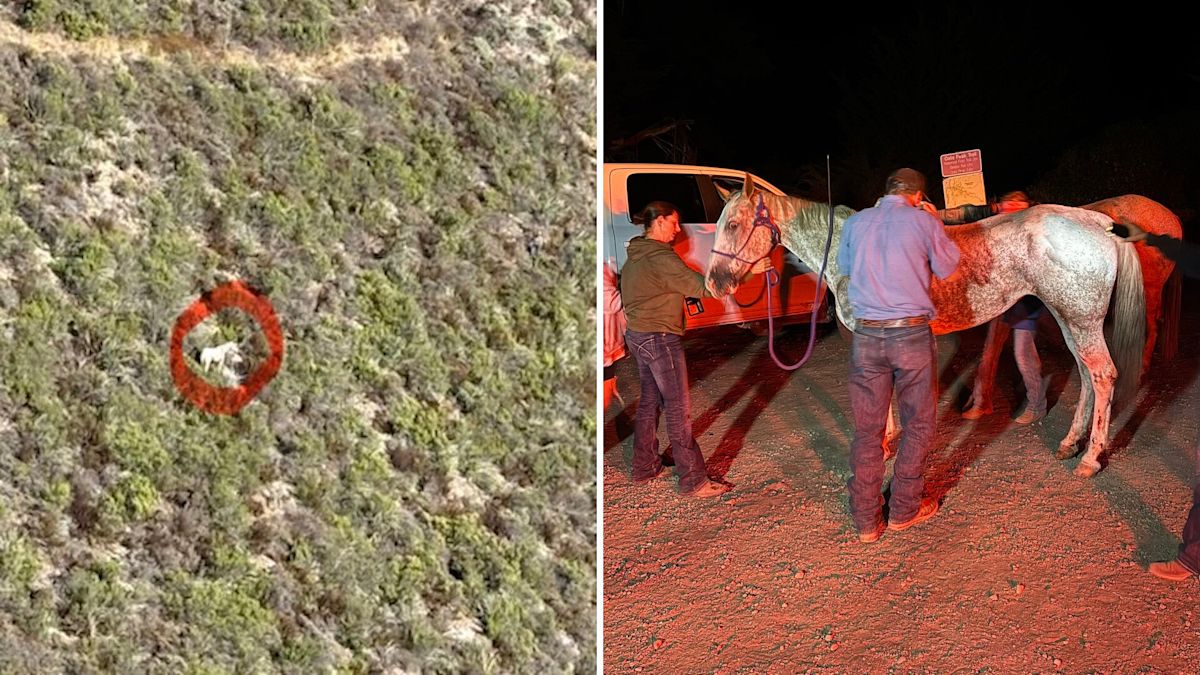 After a 60-foot fall at a California state park, horse and rider make it out unharmed