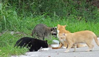Leaving out cat food in parks could cost $100 under California wildlife protection plan