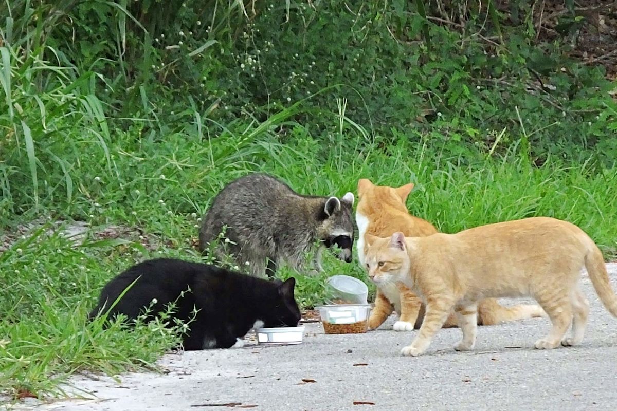 Leaving out cat food in parks could cost $100 under California wildlife protection plan