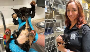 California officer rescues terrified tuxedo kitten from 10-foot-deep rusted pipe
