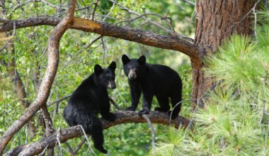 California's experimental fall release of rehabilitated bear cubs pays off after wild hibernation