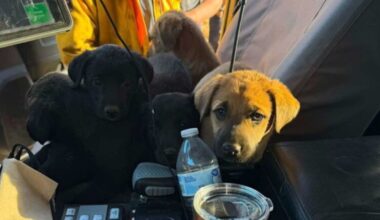 California firefighters rescue 6 puppies discovered in wildfire zone