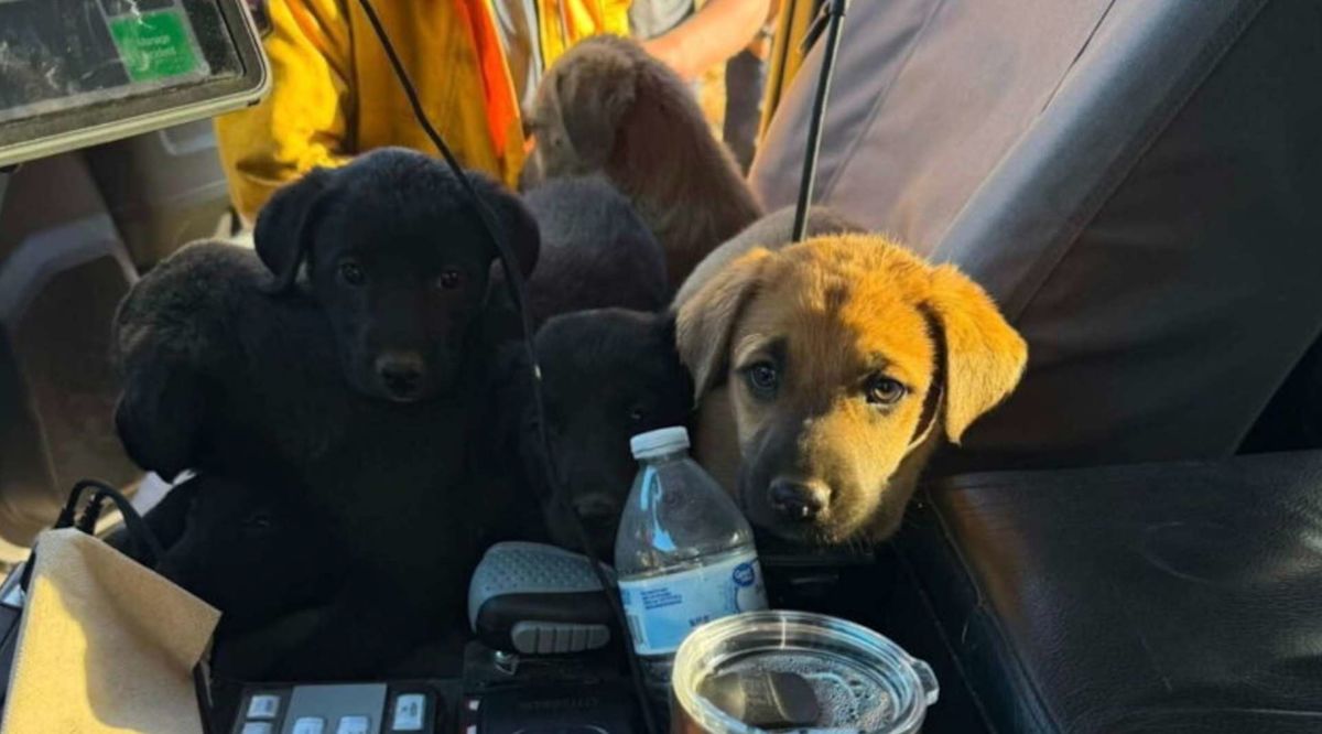 California firefighters rescue 6 puppies discovered in wildfire zone