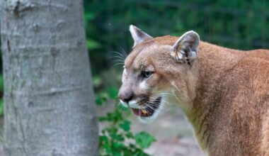 California study finds mountain lions cut deer-vehicle crashes by 67%