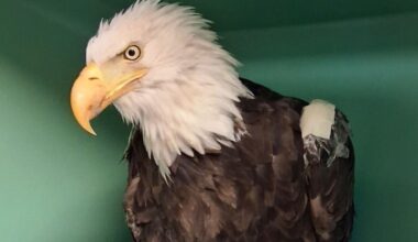 California's beloved bald eagle Jackie dies after weeks of intensive medical care