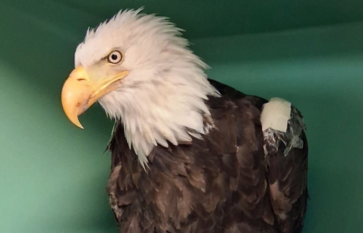 California's beloved bald eagle Jackie dies after weeks of intensive medical care