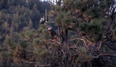 Beloved eagle Shadow returns to California nest with younger bird weeks after losing mate