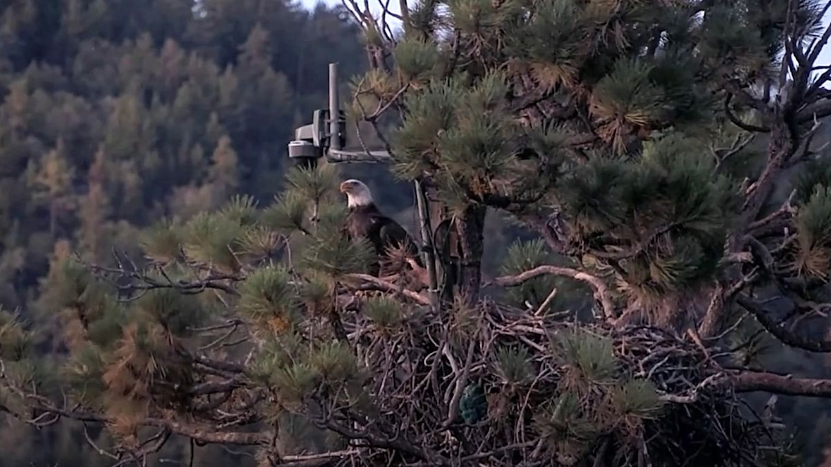 Beloved eagle Shadow returns to California nest with younger bird weeks after losing mate
