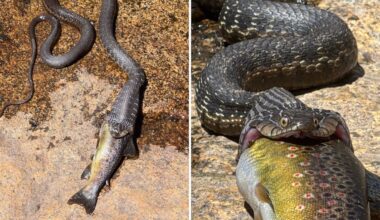 Photos show garter snake swallowing massive trout whole in California's Sierra Nevada