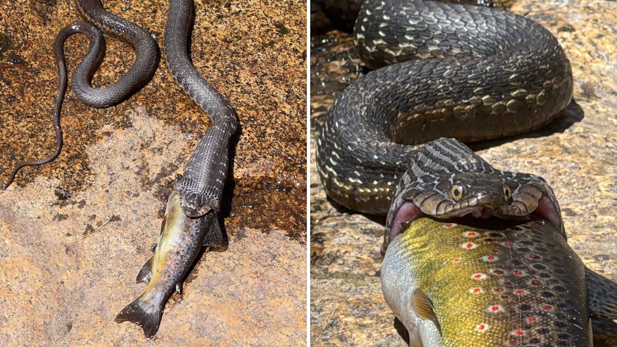 Photos show garter snake swallowing massive trout whole in California's Sierra Nevada