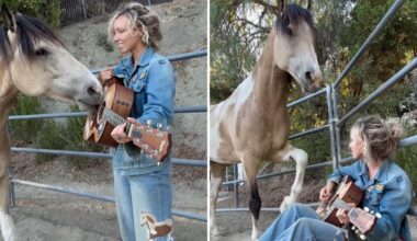 California singer builds debut album around rescue horse who plays guitar with his nose