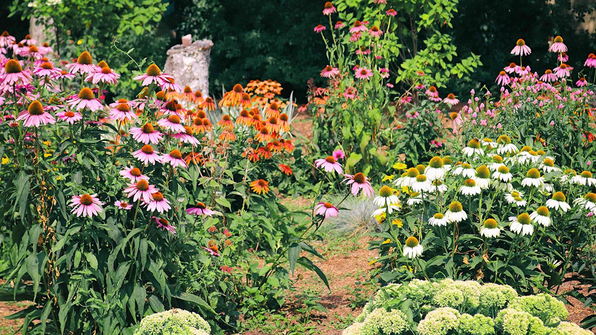If You Want Your Long Beach Garden To Flourish, Plant These 5 Vibrant Perennials