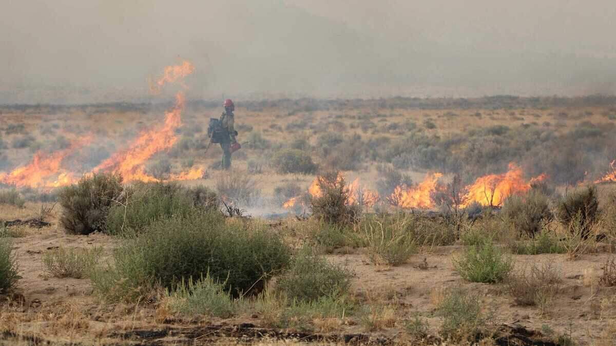 A firefighter works on a backfiring operation on the Bug Fire on Wednesday, Aug. 12, 2026. Two people injured in the nearly 90,000-acre wildfire were flown Thursday to the UC Davis Firefighters Burn Institute Regional Burn Center in Sacramento for treatment. A firefighter works on a backfiring operation on the Bug Fire on Wednesday, Aug. 12, 2026. Two people injured in the nearly 90,000-acre wildfire were flown Thursday to the UC Davis Firefighters Burn Institute Regional Burn Center in Sacramento for treatment.