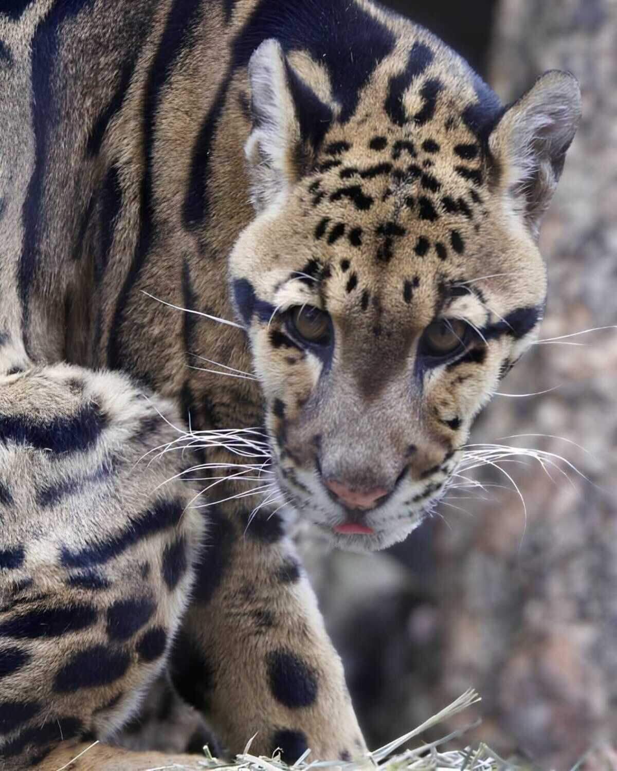 Rajasi, a 15-year-old clouded leopard, is seen at the Sacramento Zoo, which announced Tuesday, Aug. 25, 2026, that he had died Friday after being treated for gastrointestinal problems, an inflammatory condition and high blood pressure, with his cause of death still being determined.