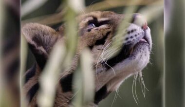 Sacramento Zoo clouded leopard Rajasi dies at age 15