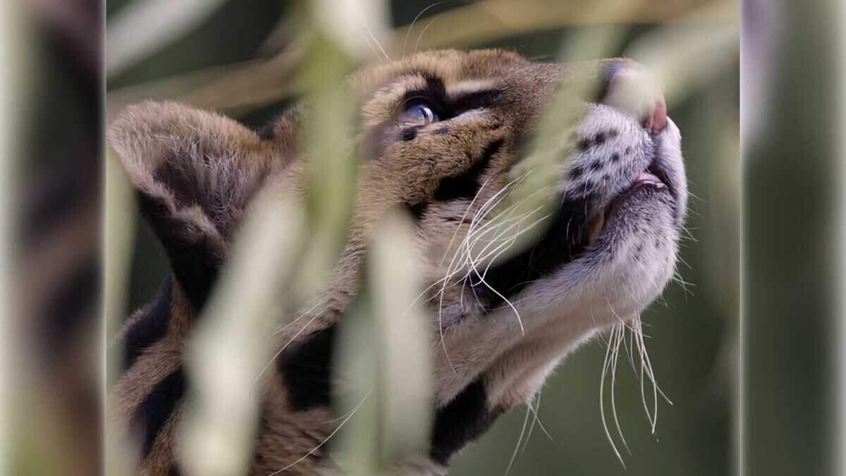 Sacramento Zoo clouded leopard Rajasi dies at age 15