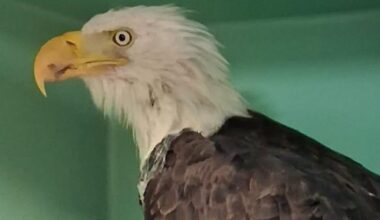 Ojai Raptor Center says they do not sell Jackie the bald eagle merchandise – NBC Los Angeles