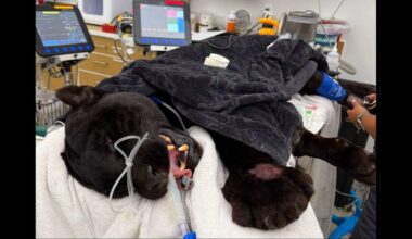 CA rattlesnakes: Black jaguar dies at Dunlap wildlife sanctuary