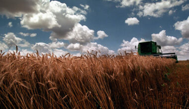 Alternative crops offer options beyond fallowing land