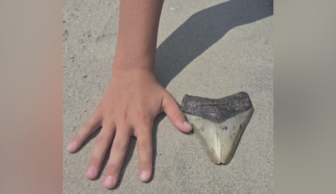 Megalodon tooth discovered by Pittsburgh-area family on beach vacation