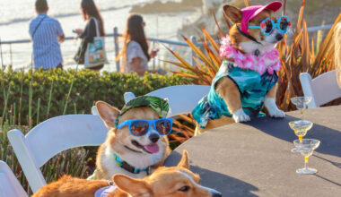 This Top Ranked California Beach Paradise Shines In Fall With Festivals For Clams, Corgis, And Sand Art