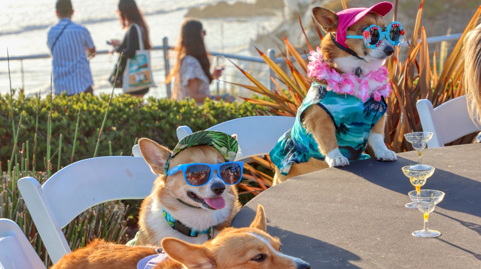 This Top Ranked California Beach Paradise Shines In Fall With Festivals For Clams, Corgis, And Sand Art