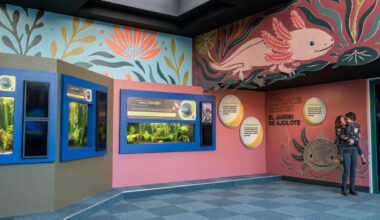New Birch Aquarium exhibit in La Jolla to focus on ‘mind blowing’ axolotl – San Diego Union-Tribune