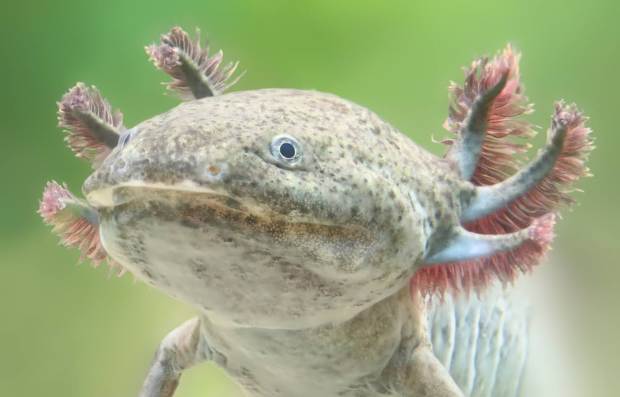 An axolotl, the focus of a new Birch Aquarium exhibition. (Provided by Birch Aquarium)