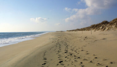 Swimmer in distress at Long Point -