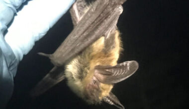 little brown bat hanging upside down from a gloved finger