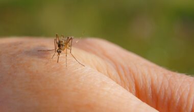 Fourth San Diego County resident tests positive for West Nile virus this summer – NBC 7 San Diego