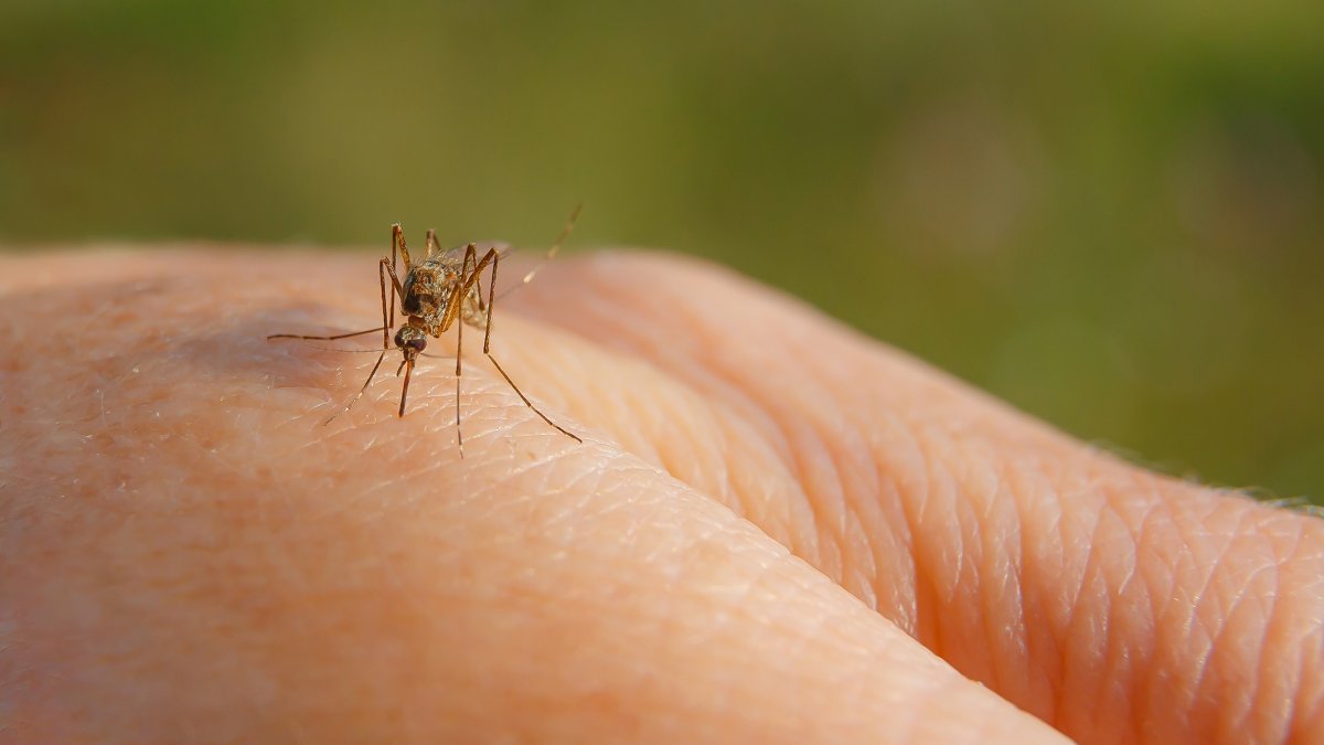 Fourth San Diego County resident tests positive for West Nile virus this summer – NBC 7 San Diego
