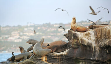 La Jolla Cove Closure, San Diego Book Festival & More: La Jolla News in Brief Aug. 19