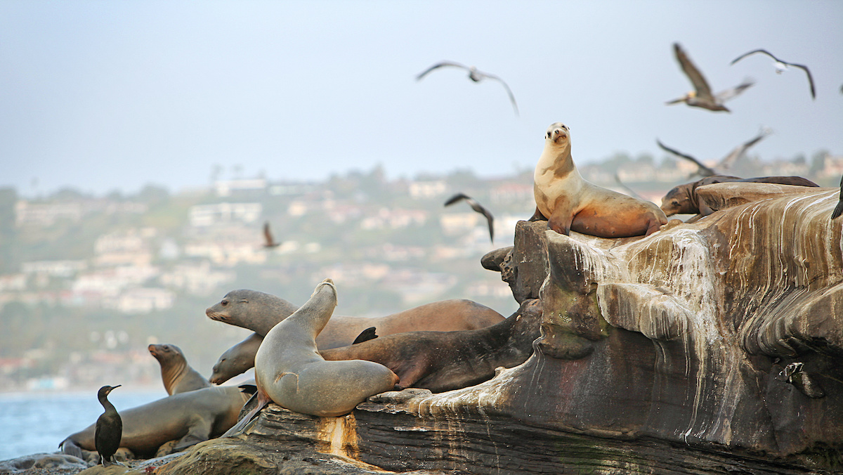 La Jolla Cove Closure, San Diego Book Festival & More: La Jolla News in Brief Aug. 19