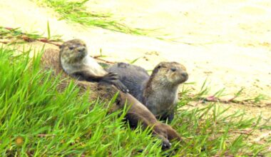 Nature: Otters in California - CBS News