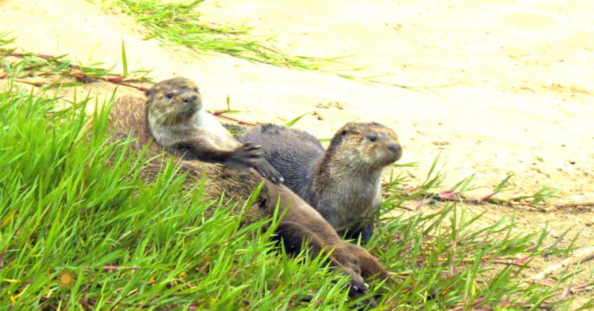 Nature: Otters in California - CBS News