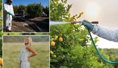 After rare OC cancer California restricts toxic weedkiller
