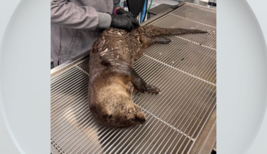 Otter hit by car in Vacaville expected to recover, wildlife rescue says