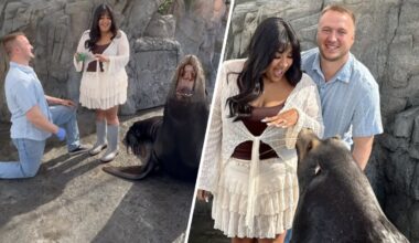Sea lion barks approval for proposal at Long Beach aquarium – NBC Los Angeles